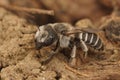 Closeup on a male Tufted small mason bee, Hoplitis cristatula