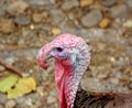 Closeup of a Male Turkey