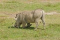 Closeup of male Warthog in Ngorongoro