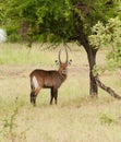 Closeup of Male Waterbuck