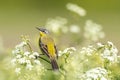 Closeup of a male western yellow wagtail bird Motacilla flava