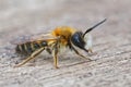 Closeup of a male White bellied mining bee , Andrena gravida Royalty Free Stock Photo