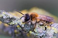 Closeup of a male White bellied mining bee , Andrena gravida Royalty Free Stock Photo