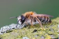 Closeup of a male of the White-bellied Mining Bee, Andrena gravida Royalty Free Stock Photo