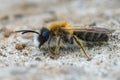 Closeup of a male of the White-bellied Mining Bee, Andrena gravida Royalty Free Stock Photo