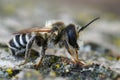 Closeup on a male White-sectioned leafcutter bee, Megachile albisecta