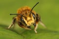 Closeup of a male Willughby's leaf-cutter bee, Megachile willughbiella Royalty Free Stock Photo