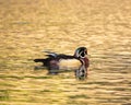 Closeup of a male wood duck (Aix sponsa) wading in a lake Royalty Free Stock Photo