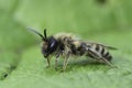 Closeup on a male yellow-legged mining bee, Andrena flavipes on a green leaf