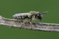 Closeup on a male YEllow-legged mining bee, Andrena flavipes on a small twig against green background