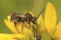 Closeup of a male yellow loosestrife bee, Macropis europaea on a flower of it's host plant Lysimachia vulgaris Royalty Free Stock Photo