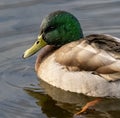 Closeup of a mallard drake in profile with water droplets