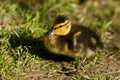 Closeup of a mallard duckling with yellow and black down feathers