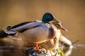 Closeup of Mallard ducks standing on a weathered piece of driftwood in a lake