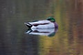 Closeup of a mallard preening its plumage while swimming in a lake Royalty Free Stock Photo