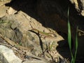 Closeup of a Maltese Lizard with green stripe on its back, crawling on a rock on a sunny day