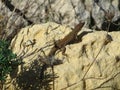 Closeup of a Maltese wall lizard on the rock under the sunlight with a blurry background in Malta Royalty Free Stock Photo