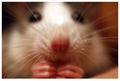 Closeup mammal rodent rat snout