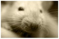 Closeup mammal rodent rat snout