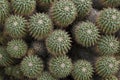 Closeup of Mammillaria compressa cacti Royalty Free Stock Photo