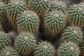 Closeup of Mammillaria compressa cacti Royalty Free Stock Photo