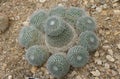 Close up of the Mammillaria parkinsonii, also known as owl-eye cactus