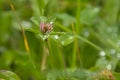 Closeup of a mammoth red clover flower Royalty Free Stock Photo