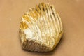 Closeup of mammoth tooth Royalty Free Stock Photo