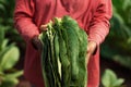 Closeup of a man in a field holding tobacco plant leaves Royalty Free Stock Photo