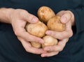 Closeup of man hands holding potatos