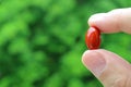 Closeup Man`s Fingers Holding a Red Softgel Supplement Pill Against Blurry Green Foliage Royalty Free Stock Photo