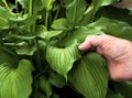 Closeup man`s hand holding and inspecting garden green hosta plant leaf, Royalty Free Stock Photo