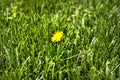 Closeup man`s hand laying in healthy green grass residential lawn Royalty Free Stock Photo