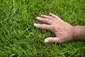 Closeup man`s hand laying in healthy green grass residential lawn Royalty Free Stock Photo