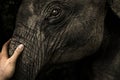 Closeup of a man`s hand stroking little elephant Royalty Free Stock Photo