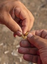 Closeup of man`s hands baiting a fishing hook with pasta pieces for carp