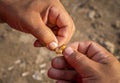 Closeup of man`s hands baiting a fishing hook with pasta pieces for carp Royalty Free Stock Photo