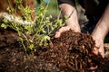Closeup, man spreading barkdust or mulch over a young blueberry plant Royalty Free Stock Photo