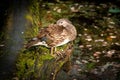 Closeup of a Mandarin duck perched on a mossy branch of a tree on shore of a pond Royalty Free Stock Photo