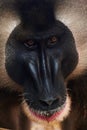 Closeup of a mandrill face Mandrillus leucophaeus Royalty Free Stock Photo