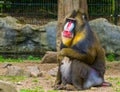 Closeup of a mandrill monkey, Large primate with a colorful nose, vulnerable animal specie from Cameroon, Africa