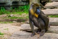 Closeup of a mandrill monkey scratching its behind, tropical primate with a colorful face, vulnerable animal specie from Cameroon Royalty Free Stock Photo