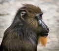 Closeup of a Mandrill under the sunlight with a blurry background Royalty Free Stock Photo
