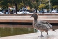 Closeup of a maned goose walking by the fountain in the city