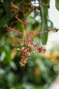 Closeup mango flowers and buds