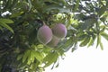 Closeup Mango fruit on tree in the garden.