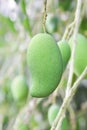 closeup of mango