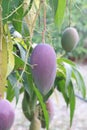 Closeup mango on the tree