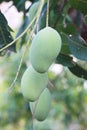 Closeup mango on the tree