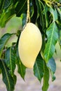 closeup mango on the tree